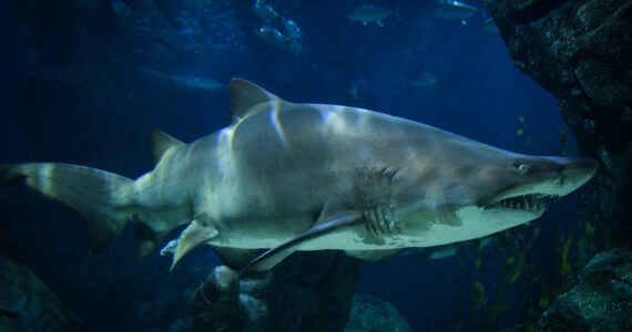 a sand tiger shark swimming underwater