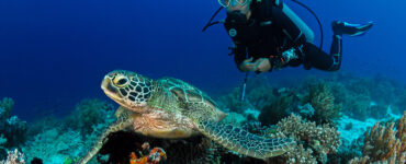 a woman scuba diving admiring a turtle