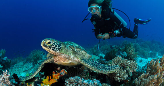 a woman scuba diving admiring a turtle