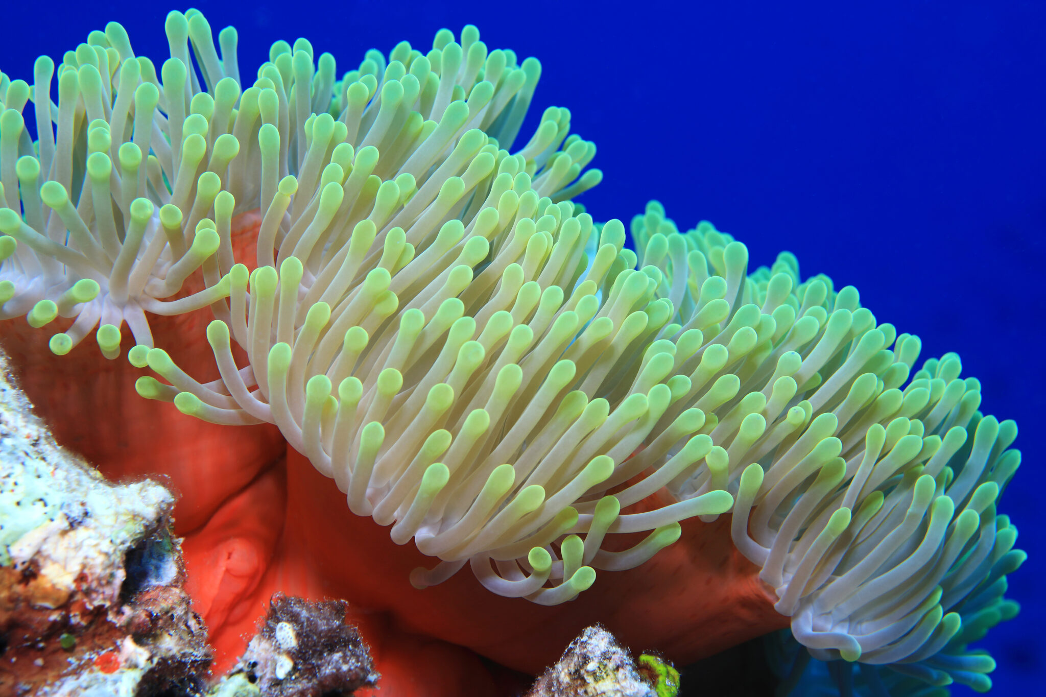 Fascinating Sea Anemone Facts