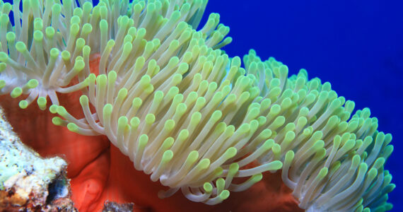 a beautiful sea anemone underwater