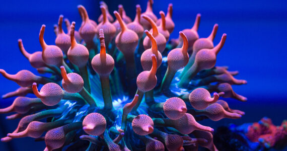 a bubble tip sea anemone