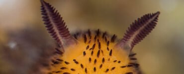 a close up of a sea bunny