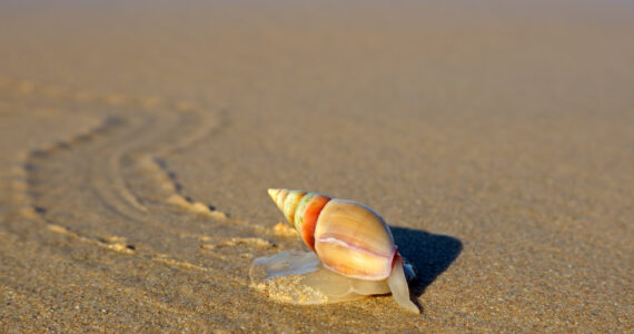a sea snail on the beach