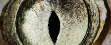 a close up of a sharks eye
