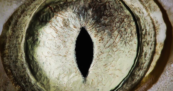 a close up of a sharks eye