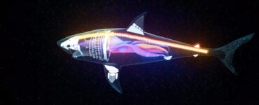a rendering of a transparent shark and all its organs
