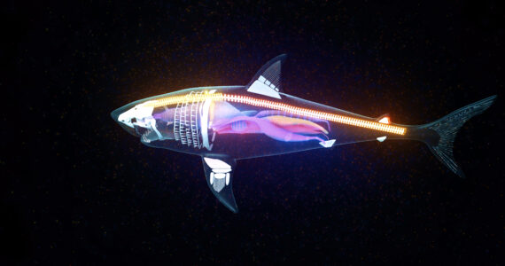 a rendering of a transparent shark and all its organs