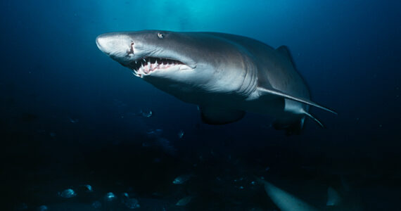 a sand tiger shark swimming underwater