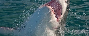 a great white shark breaching the surface of the water