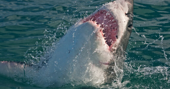 a great white shark breaching the surface of the water