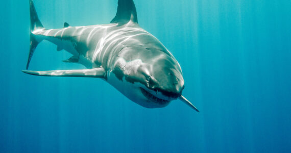 a great white shark swimming in the water