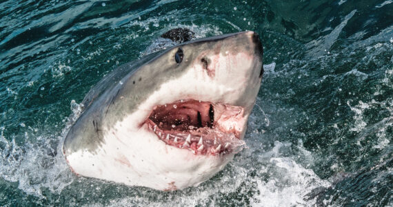a great white shark in the dominican republic
