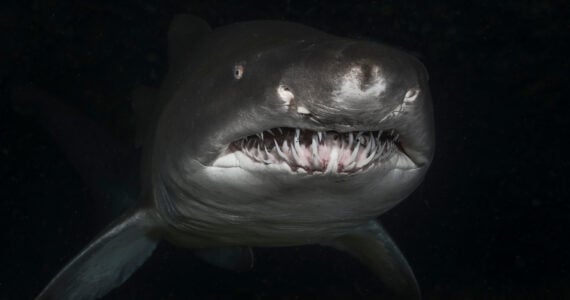 a sand tiger shark underwater