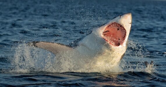 a shark leaping from the water in rhode island