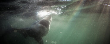 a shark swimming in the water