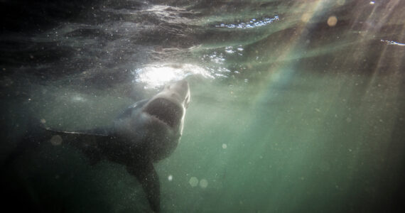 a shark swimming in the water
