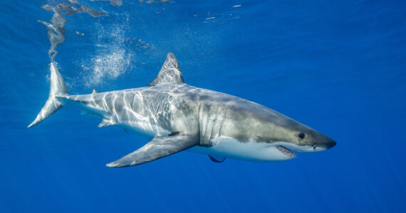 a great white shark swimming underwater
