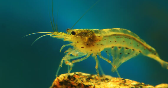 a shrimp underwater