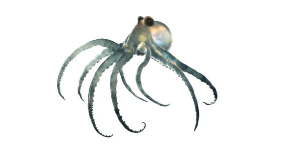 a small octopus from the deep sea on a white background