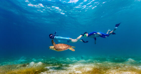 two snorkelers admiring a sea turtle underwater