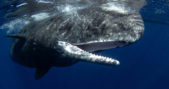 a sperm whale swimming with its mouth open