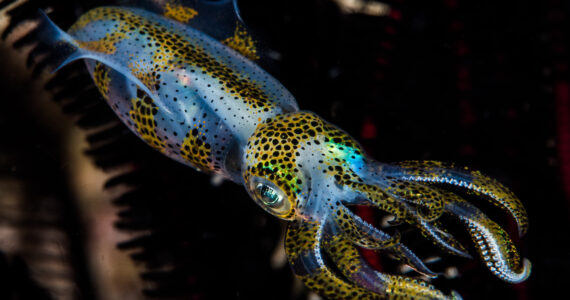 a beatiful squid