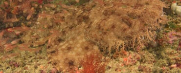 a tasselled wobbegong shark swimming in a coral reef