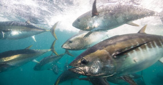 a school of tuna swimmingin the ocean