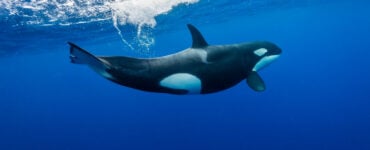 a killer whale swimming in the ocean