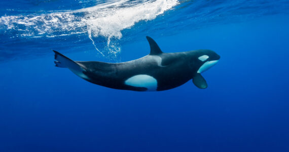 a killer whale swimming in the ocean