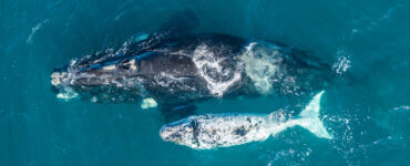 a mother whale and her calf swimming together