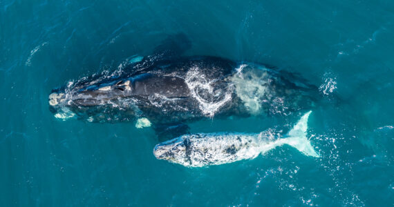 a mother whale and her calf swimming together