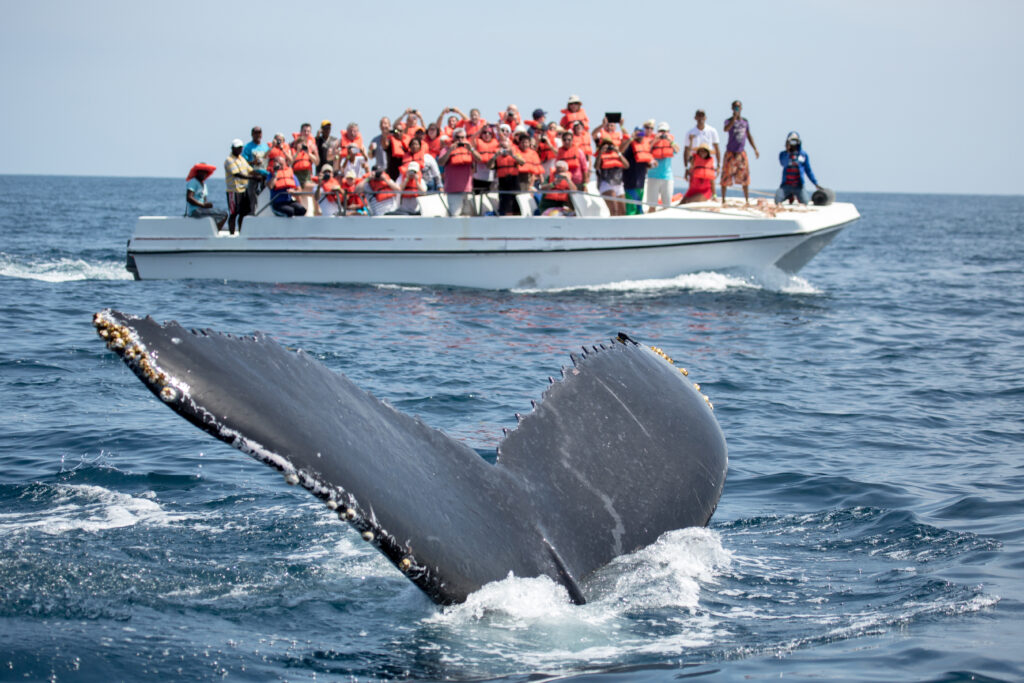 a group of people on a whale watching tour