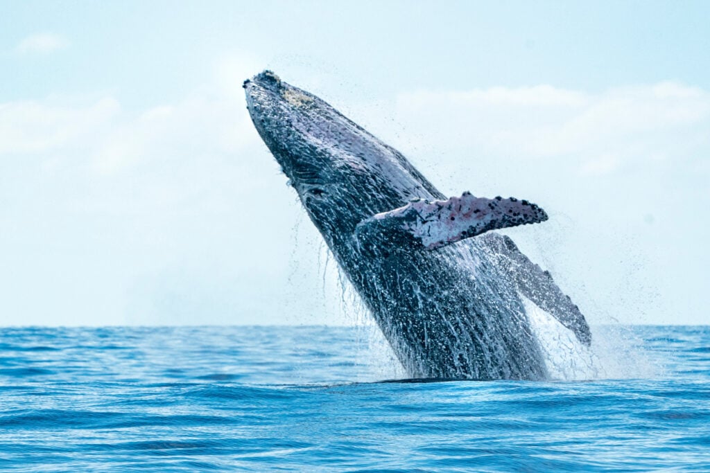 a massive whale breaching the surface of the water
