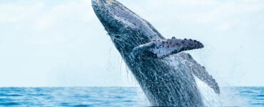 a massive whale breaching the surface of the water