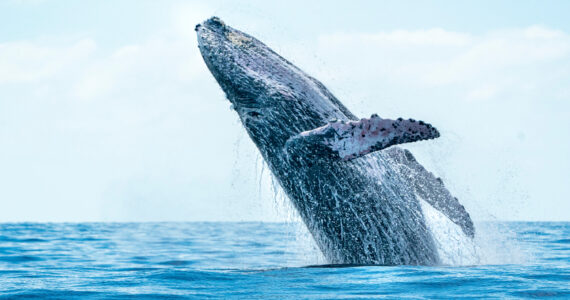 a massive whale breaching the surface of the water