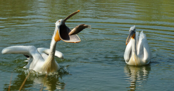 a pelican swallowing a large fish whole
