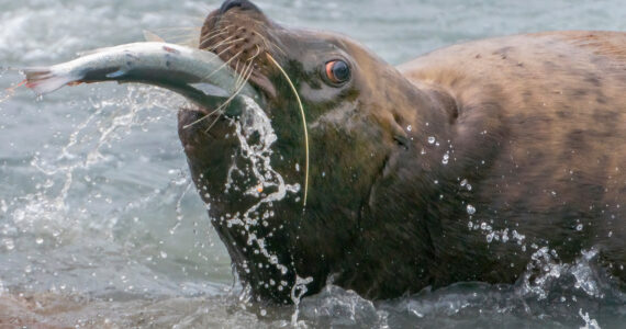 a sea lion eating a salmon