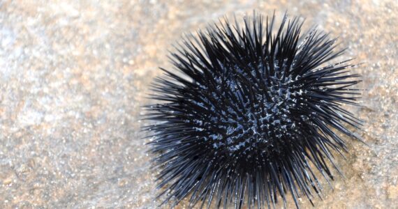 a sea urchin on a rock