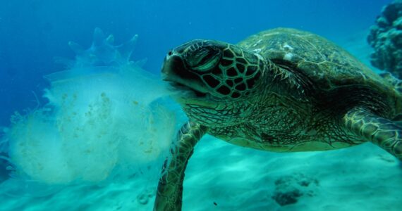 a sea turtle eating a jellyfish underwater