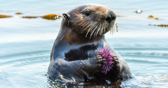 a sea otter holding a sea urchin