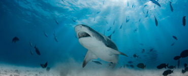 a shark swimming along the bottom of the ocean