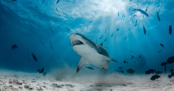 a shark swimming along the bottom of the ocean