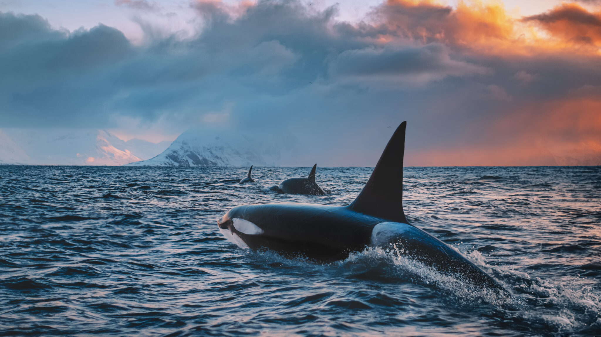 Where Do Killer Whales Live Where Do Killer Whales Live
