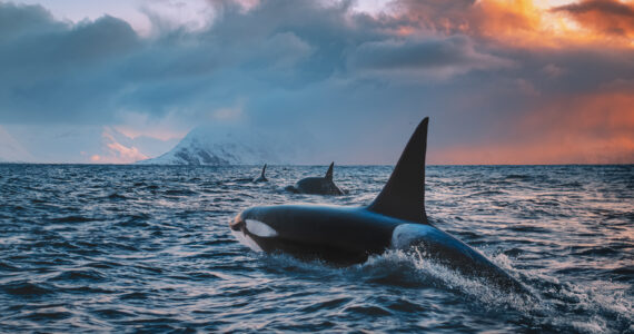 killer whales swimming in the ocean