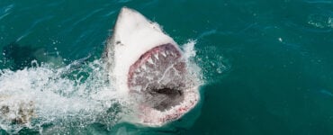 a great white breaching the surface of the water with its mouth open