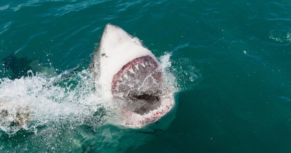 a great white breaching the surface of the water with its mouth open
