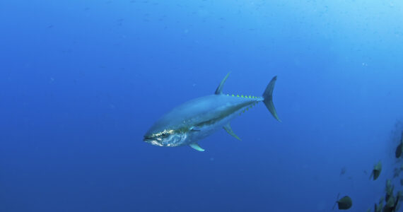 a yellowfin tuna swimming in the ocean