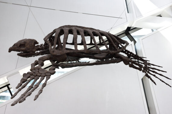 Archelon: The Giant Sea Turtle of the Cretaceous Period